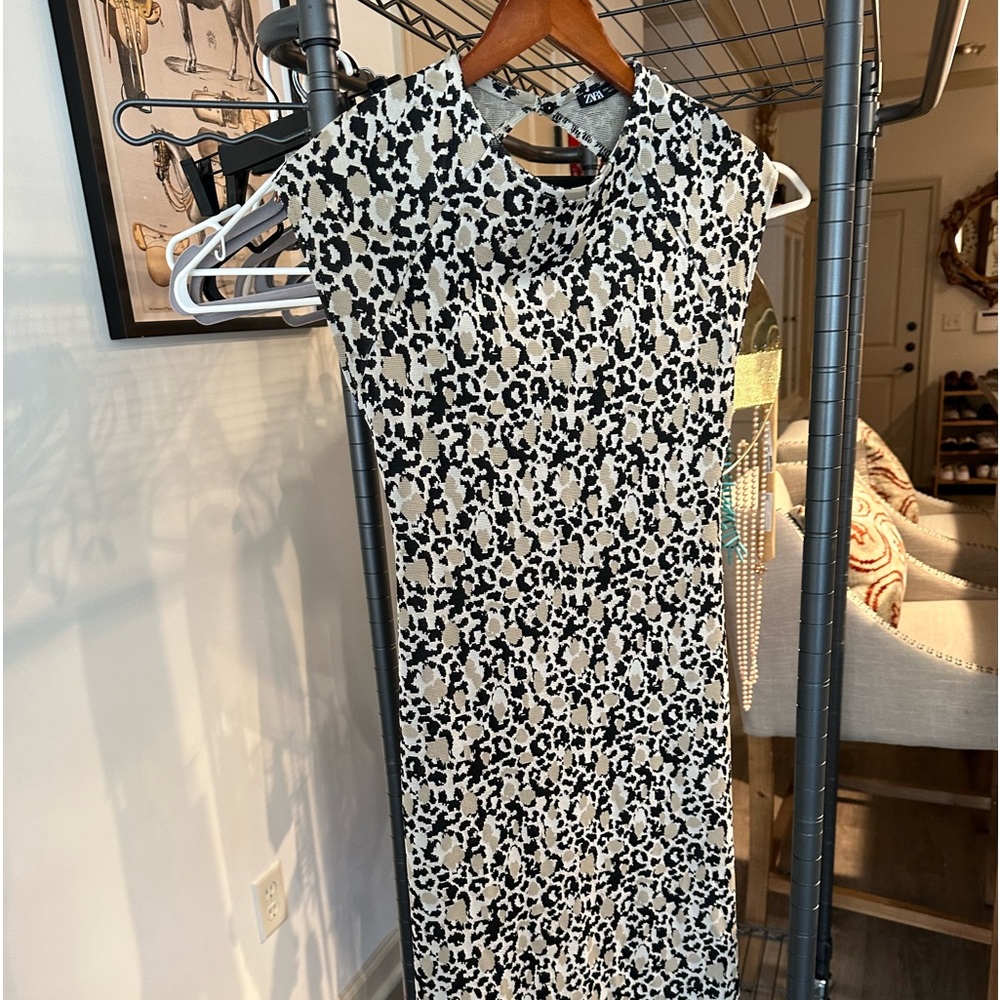 Zara, cheetah, medium